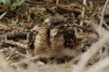 Common Paraque 2014-01-25_2